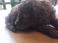 Toy poodle