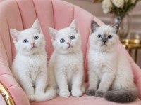 Bir birinden güzel british shorthair yavrular