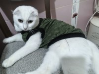 Scottish fold kedisi