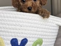 Toy Poodle Sağlıklı