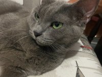 İzmir ücretsiz orijinal russian blue