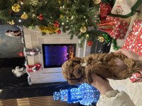 Muhteşem safkan toy poodle