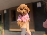 Toy Poodle Köpeklerimiz