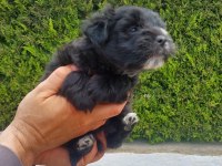 Sevimli pati morkie