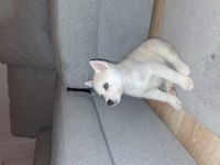 Safkan white maskeli kızıl husky bebek
