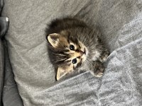 British Shorthair Yavru - Sağlıklı Ve Oyuncu