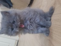 Sevimli Kül Rengi British Longhair