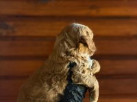 Maltipoo bebekler