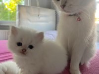 Masmavi orijinal british shorthair bebekler