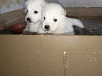 Samoyed yavrular ırk garantili