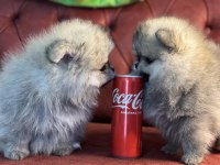 Petmode köpek çiftliğinde ziyarete açık  pomeranian