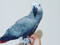 FULL EVCİL ÜST DÜZEY KONUŞAN JAKO PAPAĞANI