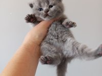 REZERVEYE HAZIR YAVRU KEDİLER