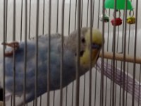 Erkek Muhabbet Kuşu 5-6 aylık