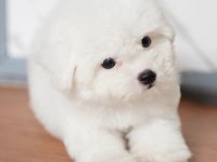 Türkiyede en iyi kalite nadir olanlardan bichon frise