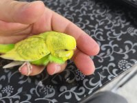 Yavru Muhabbet Kuşu Bulunur.