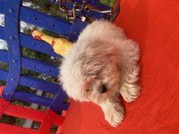 MALTESE TERRİER