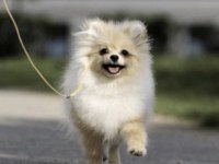 Pomerianan Boo Köpeğimiz