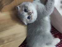Scottish fold A kalite top kafa Golden Ay 11