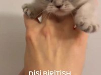Biritish Kardeş Kedilerimiz
