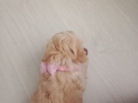 Maltipoo 3 aylık dişi