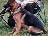 FULL BLACK ALMAN ÇOBAN KÖPEĞİ YAVRULARI Rezerve