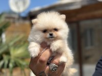 Orjinal Pomeranian Boo özel üretim yavrular