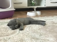 Scottish fold yavru