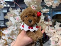 Toy garantili poodle bebekler