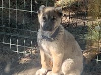 Safkan kangal yavrusu köpeğimiz 90 günlük