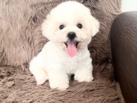 3,5 aylık erkek bichon frise