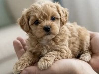 Eğitimli Kore Teacup Maltipoo Yavrular