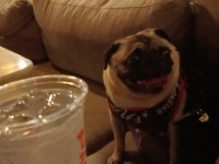 Pug kızıma eş arıyorum