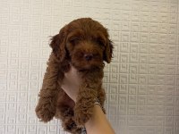 1.5-2 aylık poodle