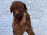 En koyusundan en orjinalinden toy poodle bebişler