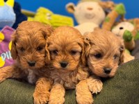 BABYFACE MALTİPOO YAVRULARIMIZ