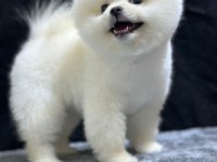 Pomeranian boo köpeği