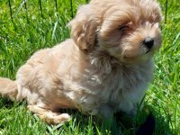 Maltipoo Yavruları Sizleri Bekliyor  