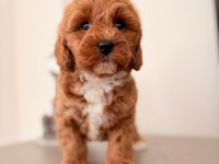 Toy poodle bebekler