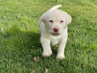 Safkan Labrador Retriever Yavruları