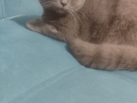 British shorthair erkek 7 aylık