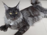 Orjinal saf kan full secereli parmak main coon