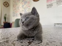 Yavru 3 adet sağlıklı british shorthair