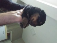 Yavru rottweiler koca kafa