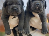 Üst Seviye Cane Corso Yavruları