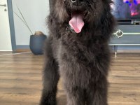 Dev labradoodle 4,5 aylık erkek aile köpeği