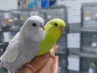 Alışma Garantili Muhabbet Kuşu Yavrular Sizi Bekliyor
