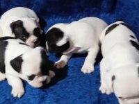 FRANSIZ BULLDOG YAVRULAR İZMİR