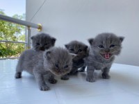 Scottish fold yavrularımız yeni yuvalarını bekliyor