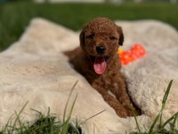 Ziyarete Açık Erkek Dişi Poodle Bebekler